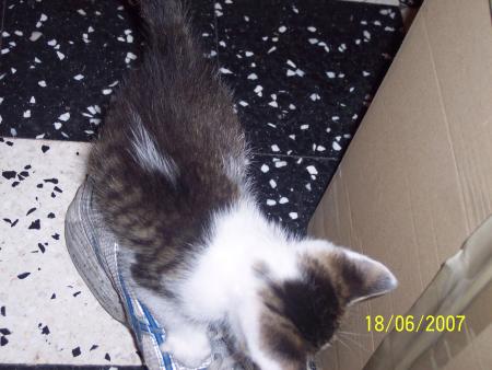 mon bebe chat 